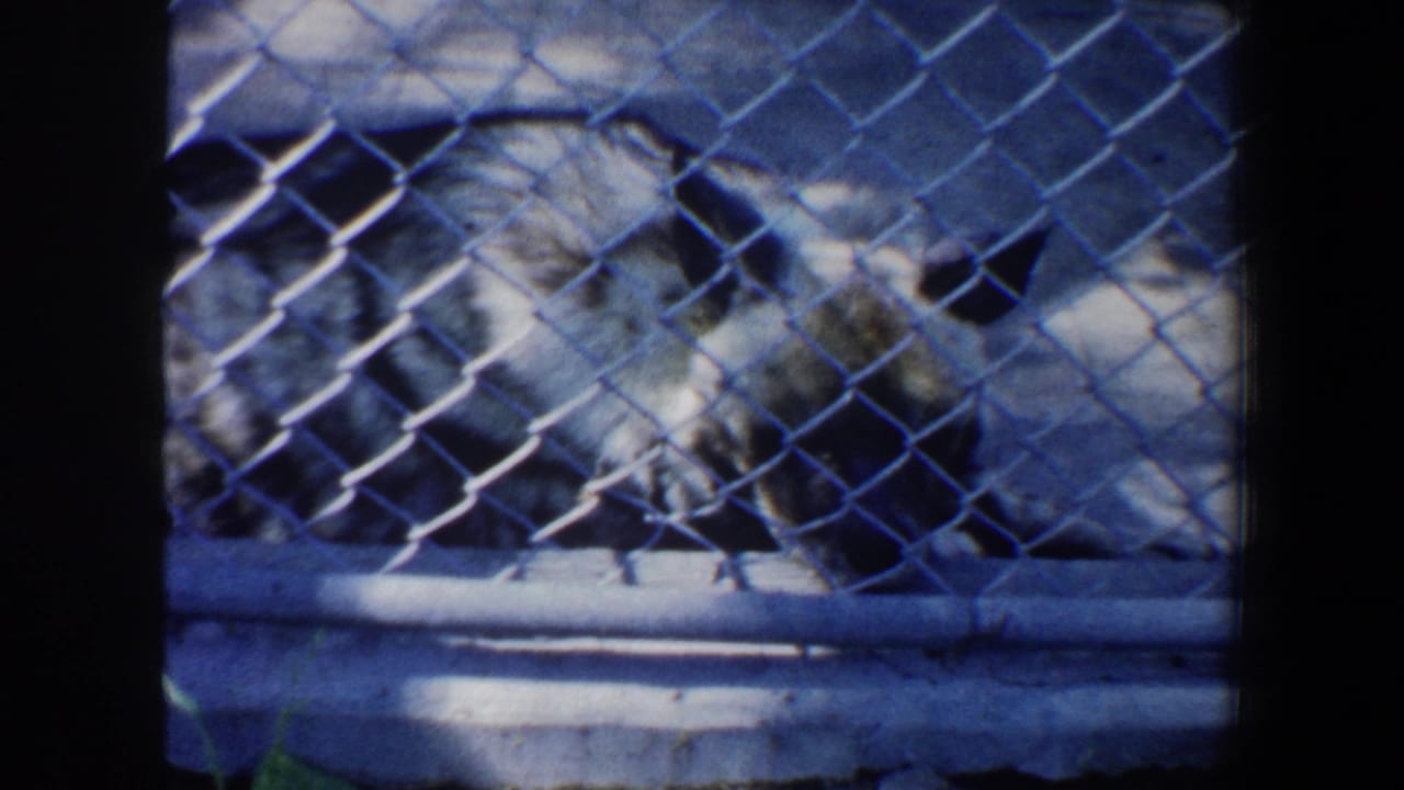 1964 Saint Louis 8mm frame with dogs resting behind chain-link fencing in a shaded enclosure.
