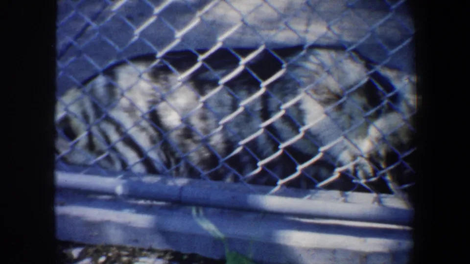 1964 Saint Louis 8mm frame showing resting dogs viewed through chain-link fencing in an outdoor enclosure.