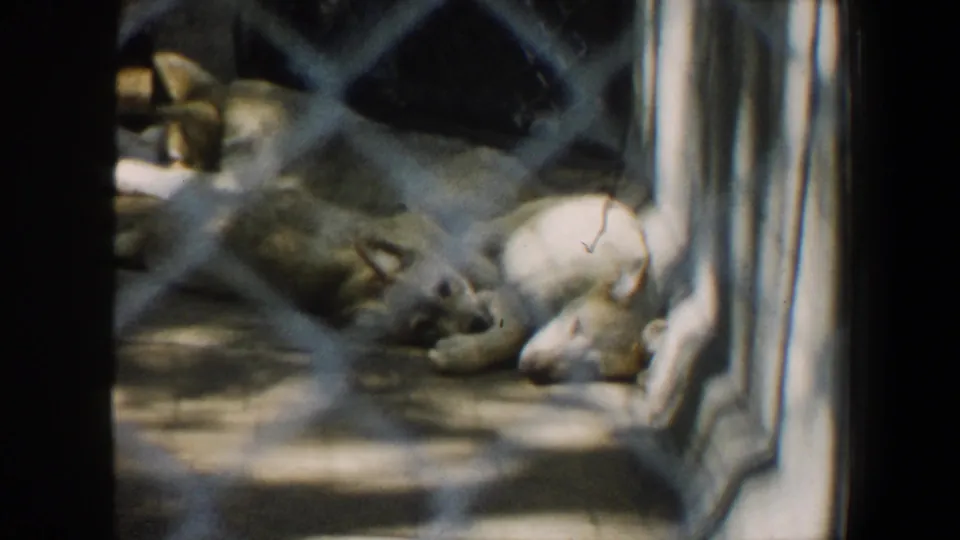 1964 Saint Louis 8mm frame showing two dogs lying near a kennel partition, viewed through foreground fencing.