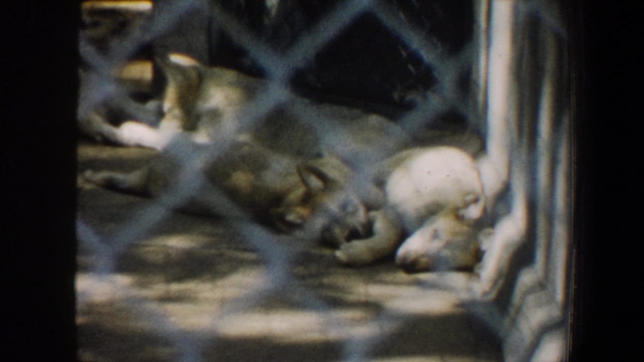 Wolves resting behind chain-link fencing in a zoo enclosure.
