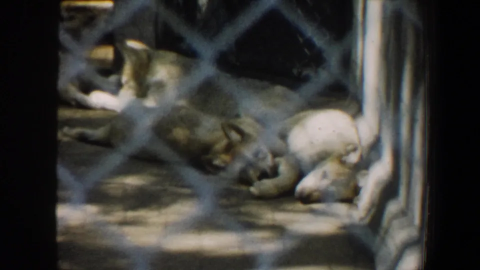 Several wolves rest on the ground behind chain-link fencing in 1964 Saint Louis zoo home-movie footage.