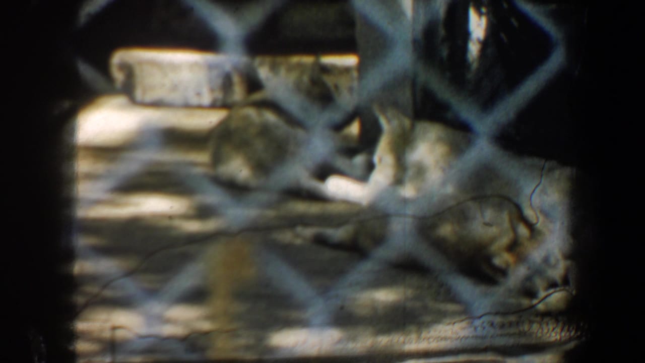 Wolves lying in a fenced enclosure, partly obscured by wire mesh.