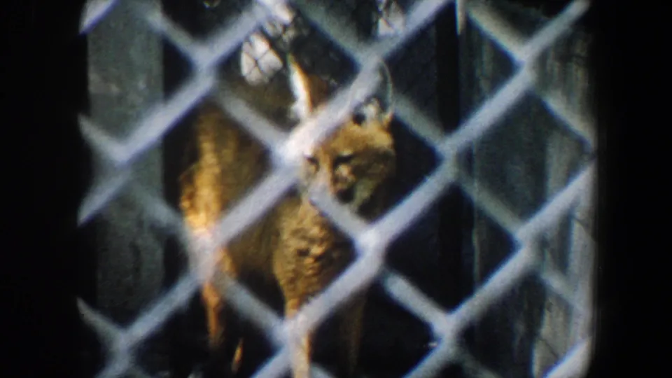 A reddish fox appears behind chain-link fencing in 1964 Saint Louis zoo footage, partly softened by the mesh foreground.