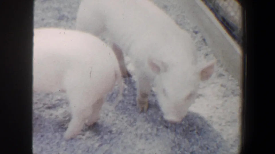 Two pale young pigs root at the gravel ground in a zoo pen, captured in faded 8mm home-movie color.