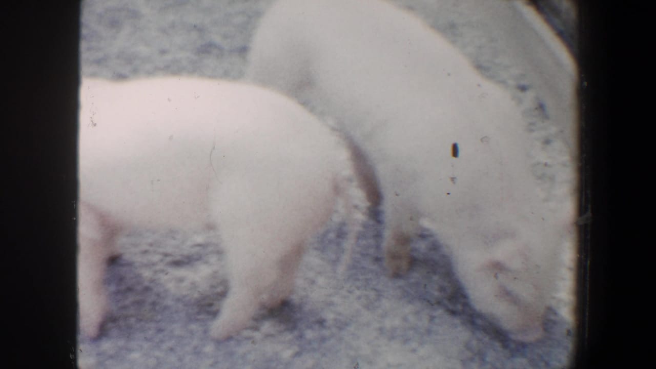 Two pale piglets moving across sandy ground in a fenced animal enclosure.