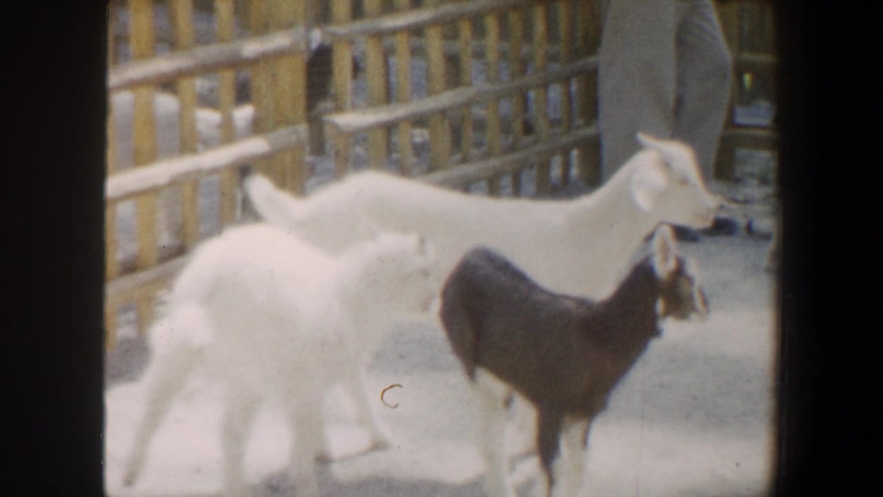 Young goats gather by wooden fencing in a 1964 Saint Louis petting zoo home-movie frame.