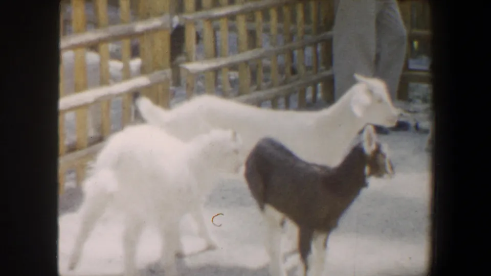 Young goats gather by wooden fencing in a 1964 Saint Louis petting zoo home-movie frame.