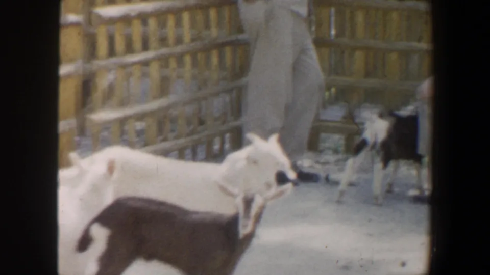 Young goats move around a fenced petting zoo pen while an adult visitor stands nearby in 1964 Saint Louis footage.