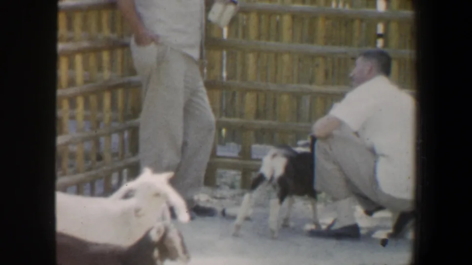 An adult man crouches near young goats at a wooden fenced petting zoo enclosure in 1964 Saint Louis home-movie footage.