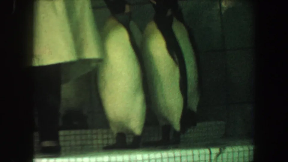 1964 home-movie frame showing several penguins grouped in a dim tiled enclosure with heavy grain and greenish exposure.