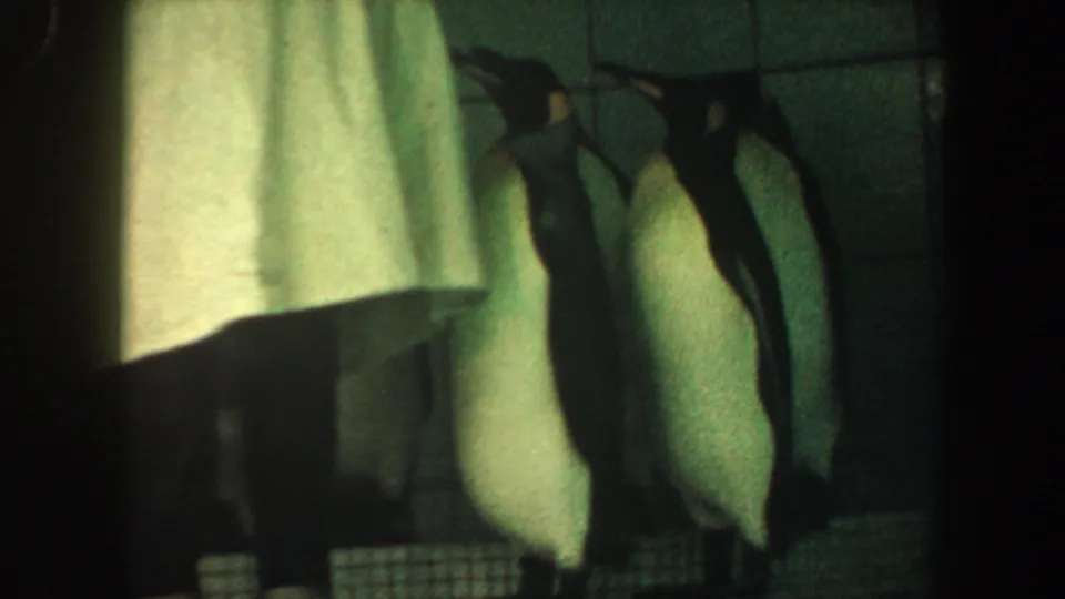Grainy 8mm Saint Louis zoo or animal-park frame with penguins beside a tiled wall and mesh barrier.