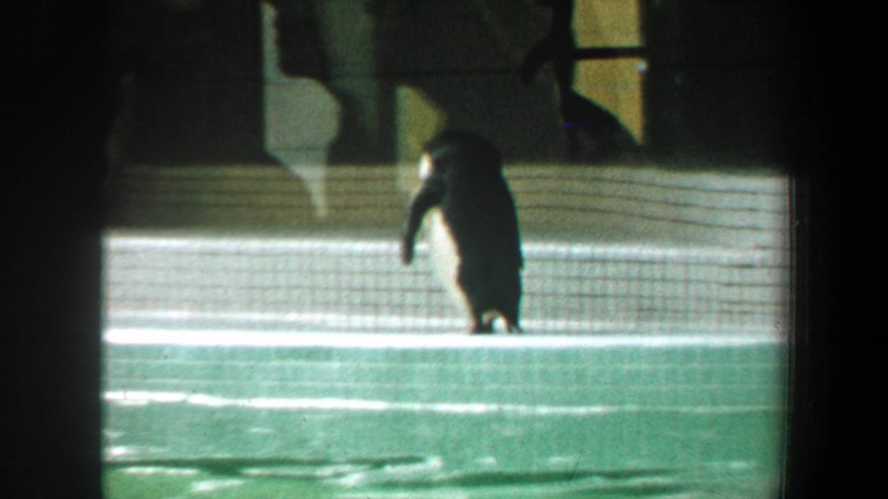 Small penguin standing on a tiled pool edge behind glass.