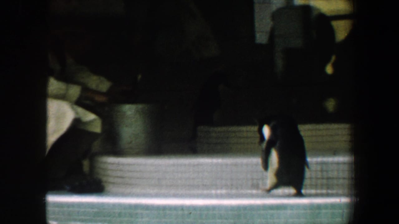 Penguin on tiled platform near a seated adult figure by the pool.