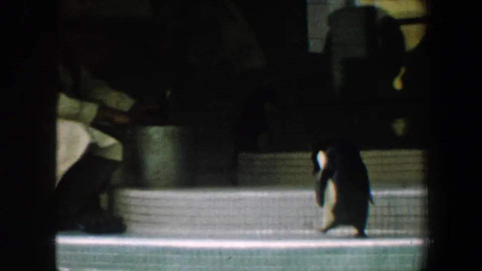 1964 Saint Louis zoo home-movie frame with a penguin near the tiled pool edge and a seated adult figure partly visible in the enclosure.