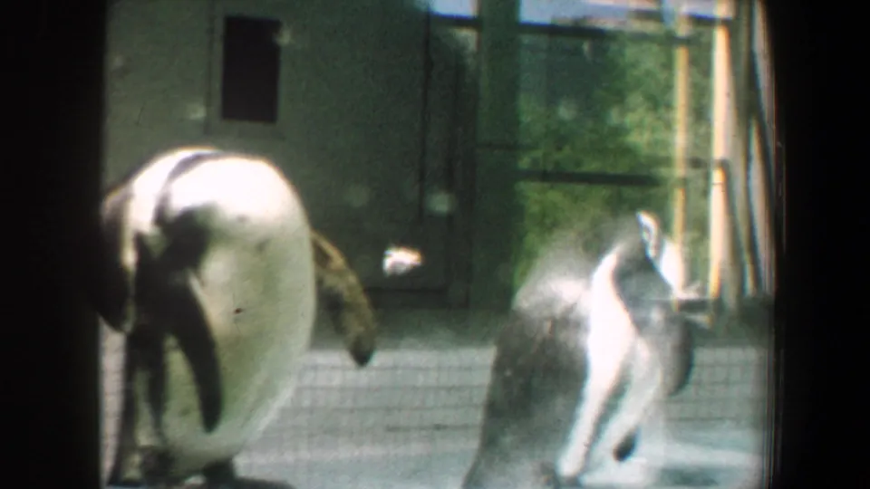 1964 Saint Louis zoo home-movie frame showing two penguins near the camera, with tiled flooring and enclosure walls behind them.