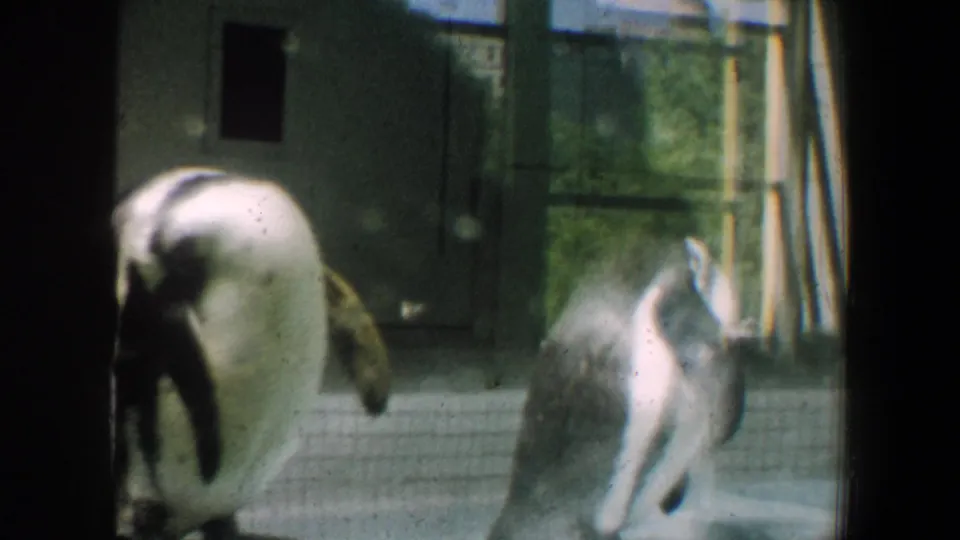 1964 Saint Louis zoo home-movie frame with two penguins near a tiled wall, seen through softened glass and faded 8mm color.