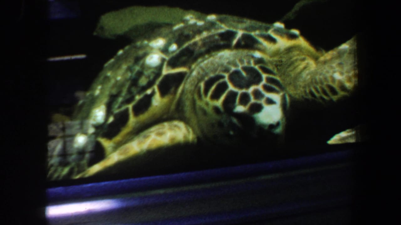 1964 8mm frame of a sea turtle in an aquarium tank, seen close through glass with patterned shell, head markings, and flippers visible.