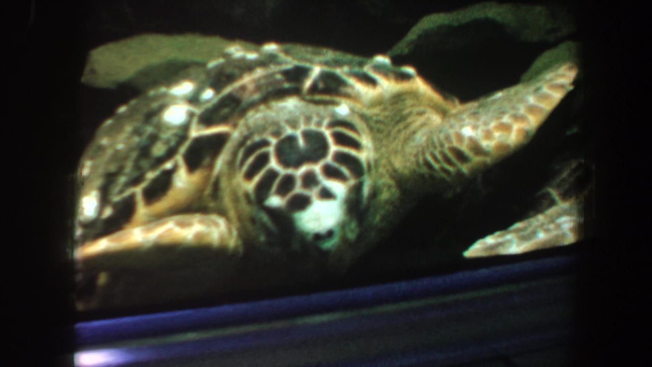 Close view of a sea turtle in an aquarium, with shell, head, and right flipper visible.