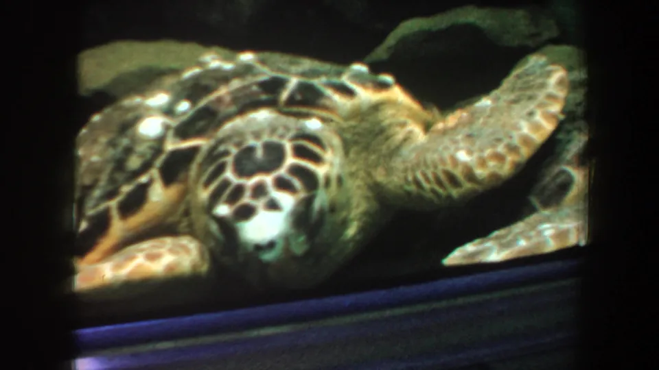 1964 8mm aquarium frame with the sea turtle close to the camera, its patterned head, shell edge, and broad flippers visible through glass.