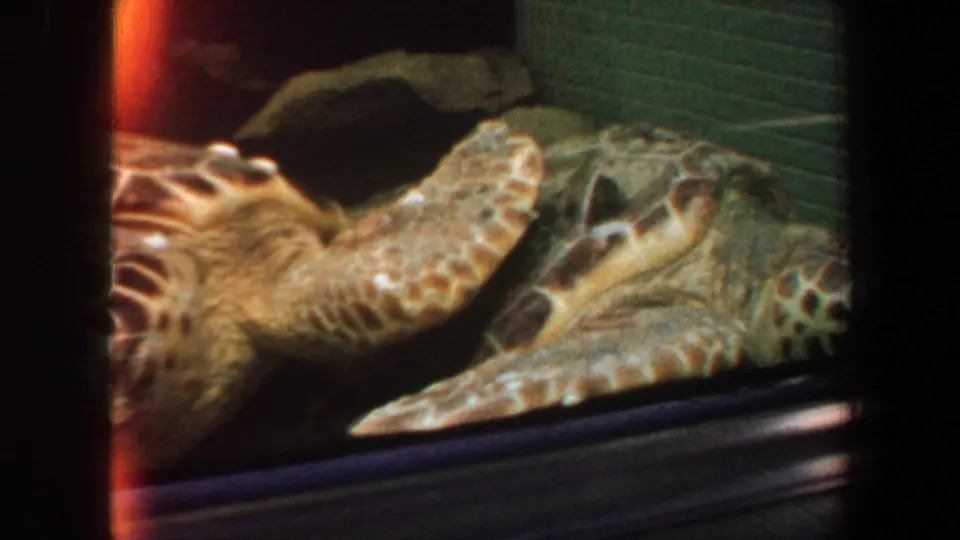 Late frame from the 1964 aquarium clip showing the sea turtle angled across the glass tank, with flippers, shell edge, and greenish background visible.
