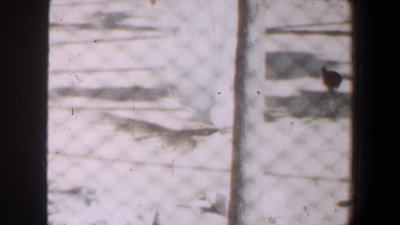 White peacock behind chain-link fencing in 1964 Saint Louis home-movie footage, with bare ground and enclosure posts visible.