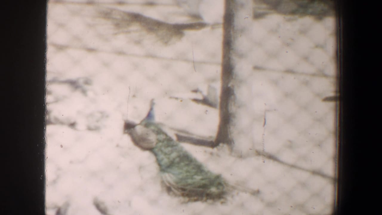 White peacock with tail partly open near a fence post inside an enclosure.