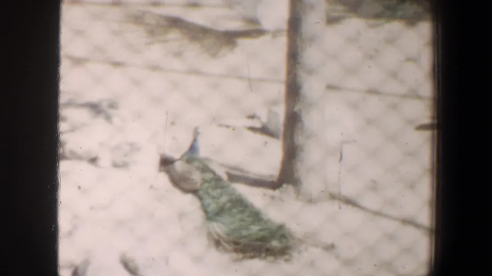White peacock displays its pale tail inside a Saint Louis enclosure, viewed through soft 8mm home-movie framing.