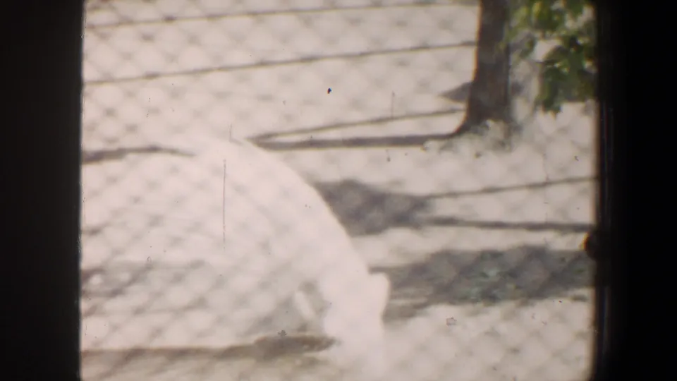 White peacock crosses the enclosure in grainy 1964 Saint Louis 8mm footage, with fencing and a tree visible.