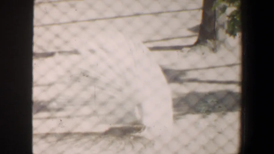 White peacock remains visible behind the chain-link fence in Saint Louis home-movie footage from 1964.