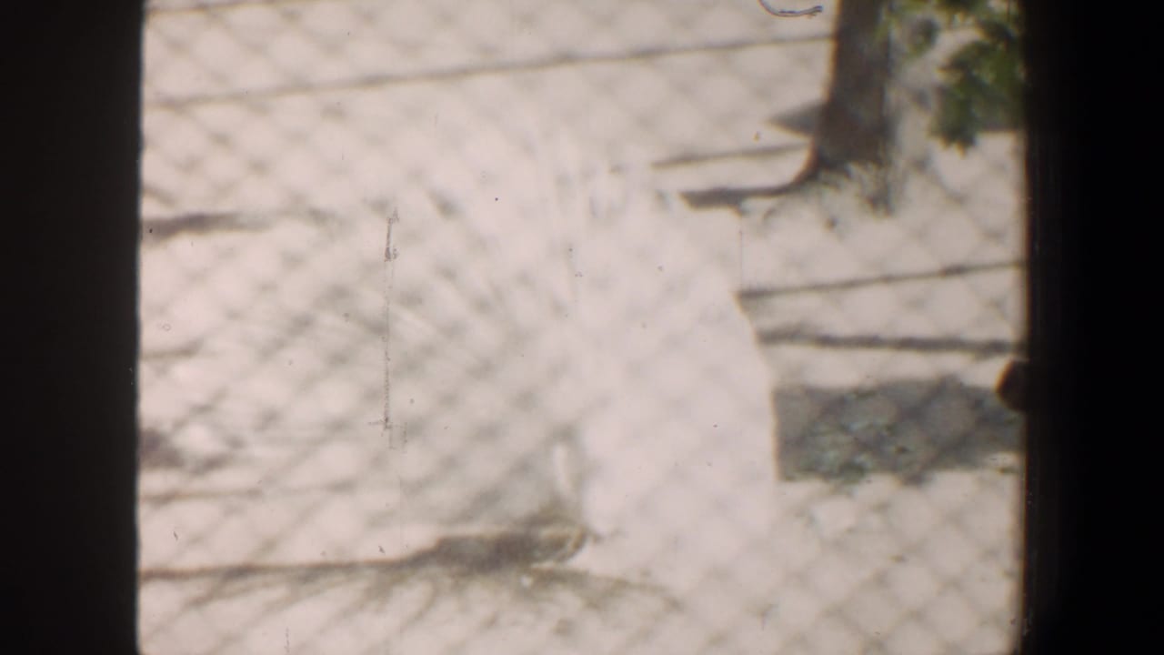 A white peacock appears behind chain-link fencing in 1964 Saint Louis home-movie footage, its pale tail spread across the frame.