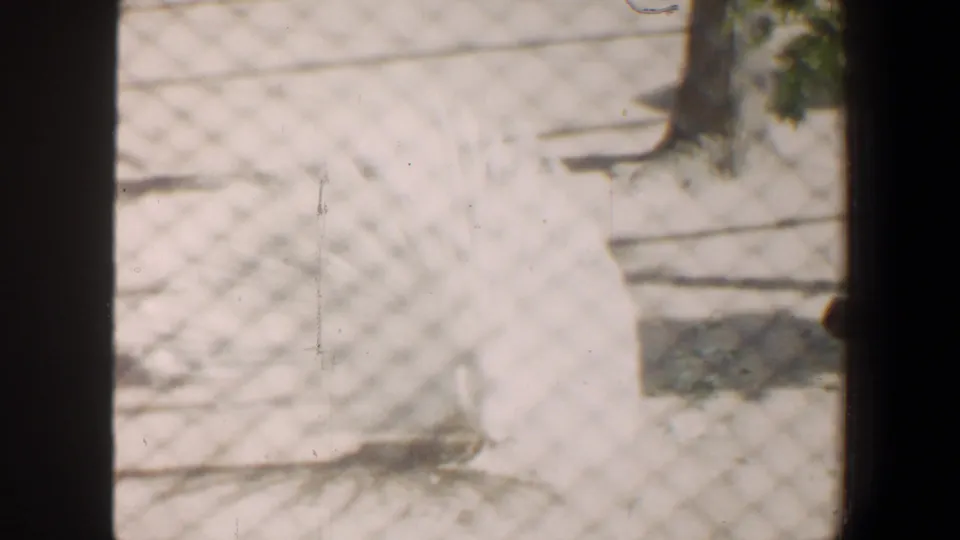 A white peacock appears behind chain-link fencing in 1964 Saint Louis home-movie footage, its pale tail spread across the frame.