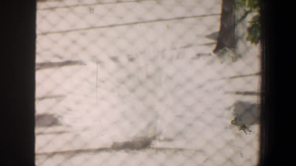 The white peacock's tail fills much of the fenced view, with tree trunks and bright ground visible in the Saint Louis home-movie frame.