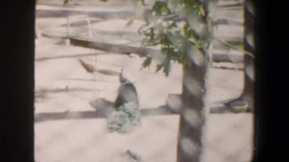 A white peacock stands near a tree trunk behind the chain-link fence, its tail no longer filling the frame in this 1964 Missouri footage.