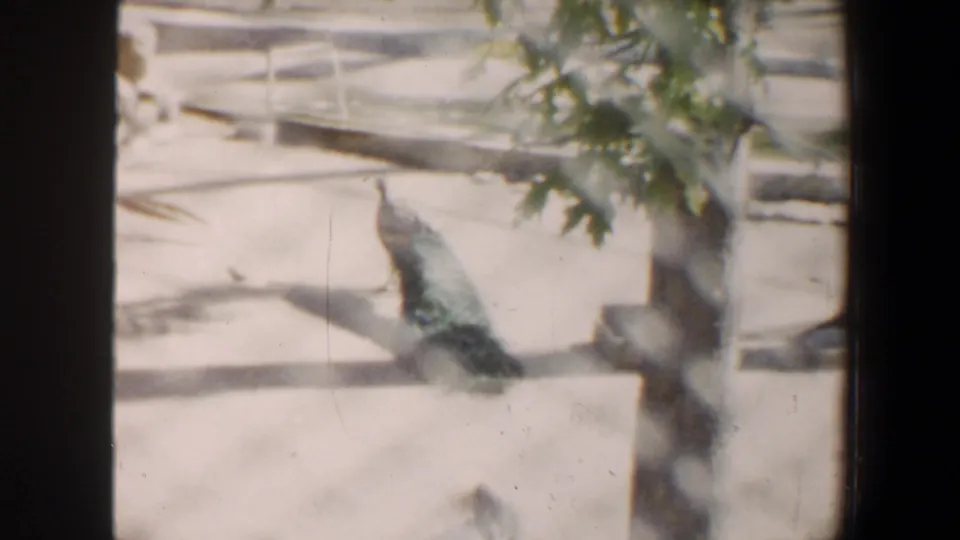 The peacock is seen behind chain-link fencing near a tree and foliage, with soft 8mm color and bright exposure in the 1964 Saint Louis clip.