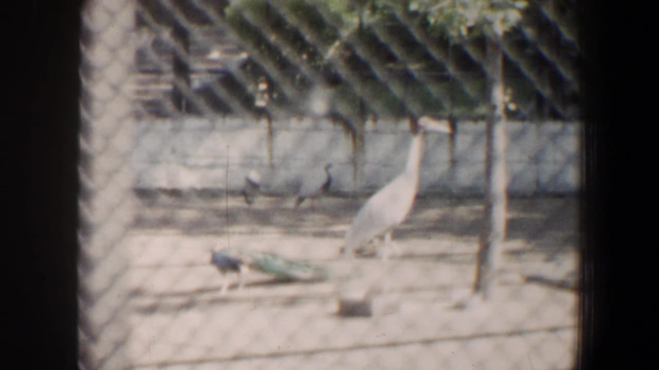 1964 Saint Louis zoo or aviary footage shows a peacock near a tall white bird behind chain-link fencing.