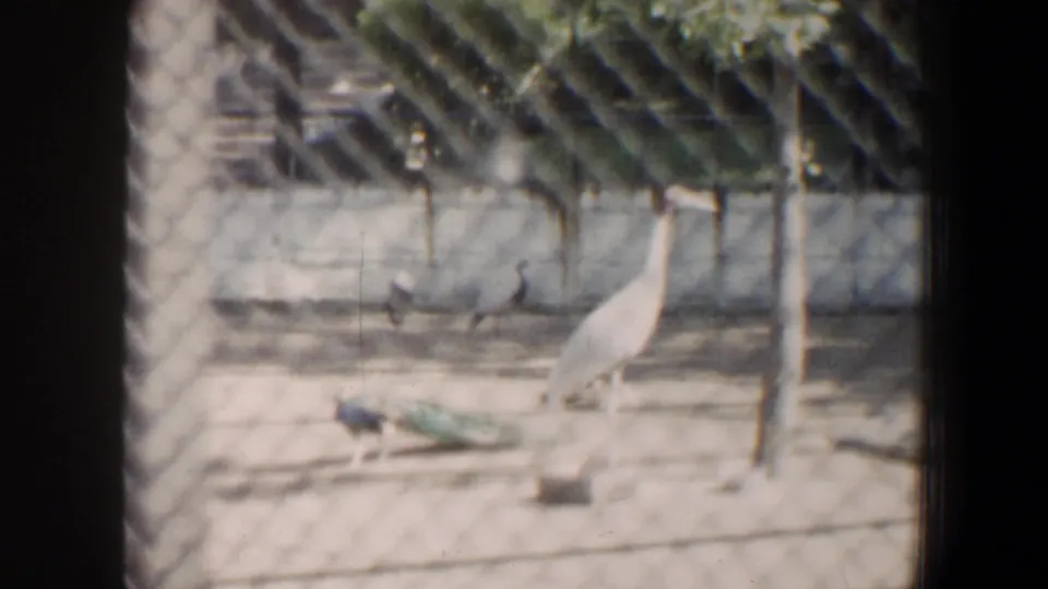 1964 Saint Louis zoo or aviary footage shows a peacock near a tall white bird behind chain-link fencing.