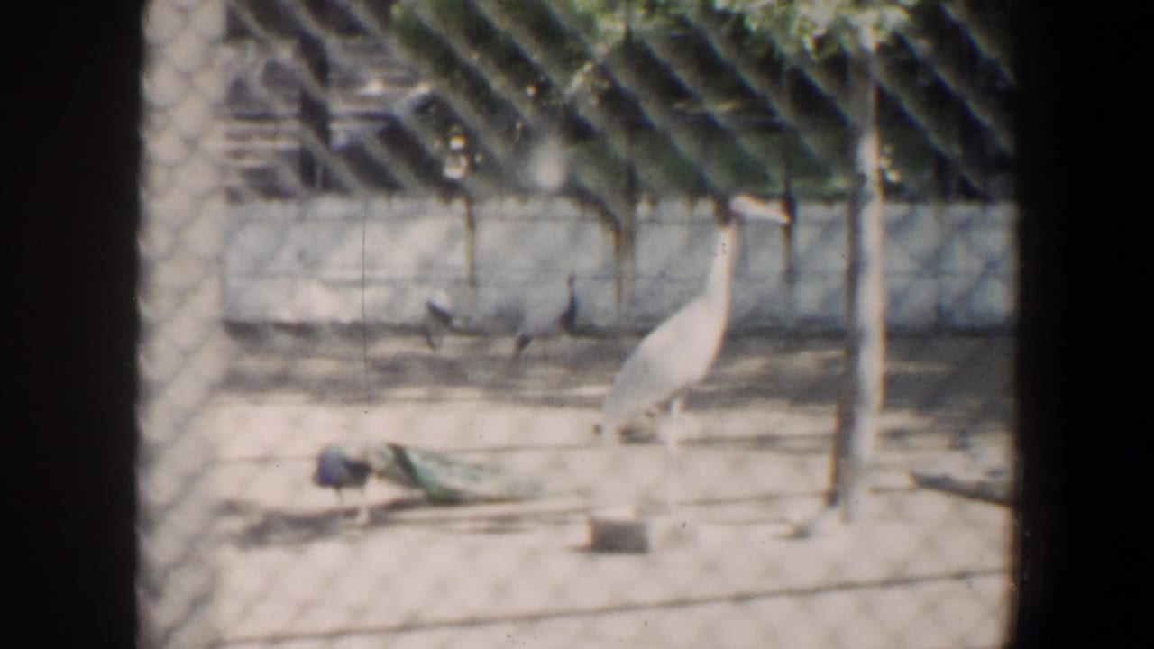 Peacock walking near a tall white bird inside a fenced zoo enclosure.