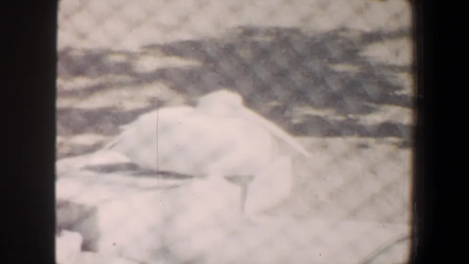 A soft, overexposed 8mm frame centers on the pale bird inside the zoo enclosure, with fencing visible in front.