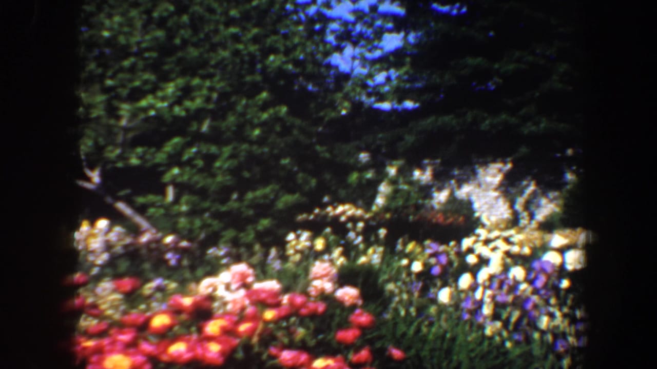 Garden bed with red, pink, yellow, and white flowers framed by trees.