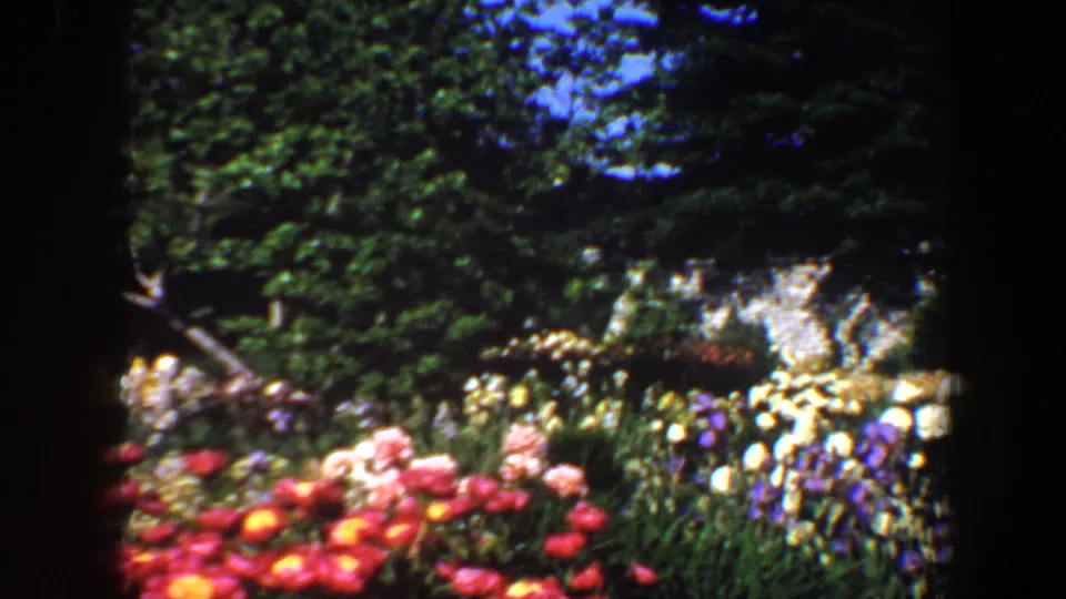 1964 Saint Louis garden view with red and pink foreground flowers, pale yellow and white blooms, leafy trees, and bright blue sky in soft 8mm color.