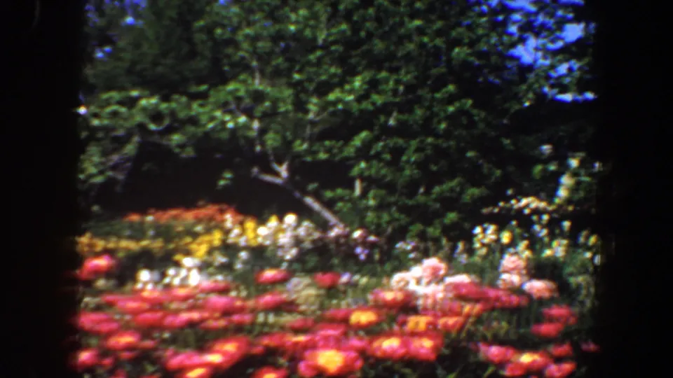 1964 Saint Louis 8mm frame showing red foreground flowers, yellow and white beds, leafy trees, and shaded garden areas under bright daylight.