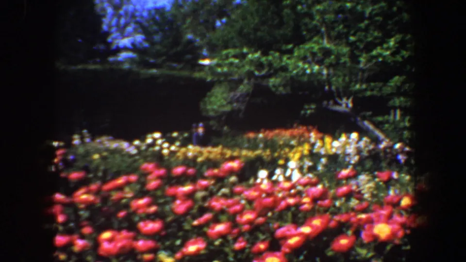 1964 Saint Louis garden frame with dense red flowers in front, yellow and white blooms beyond, clipped greenery, mature trees, and deep shade.