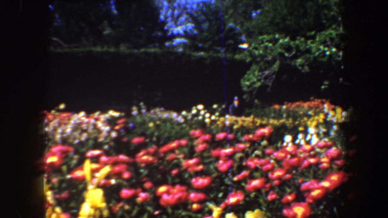 Colorful flower beds with dark hedges and trees in the background.
