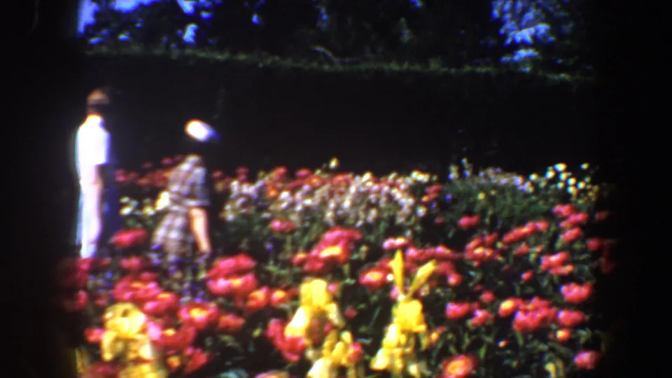 Two adult visitors in 1964 Saint Louis garden footage stand amid red, yellow, and white blooms, with hedges behind them.