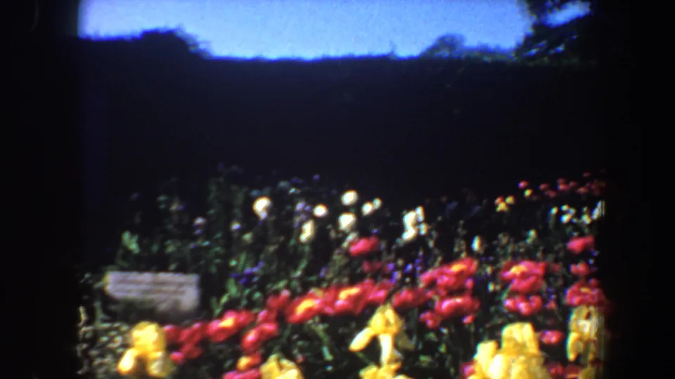 A darker 1964 garden view shows red, yellow, and white flowers, a low stone border, and shaded hedges in Saint Louis home-movie footage.