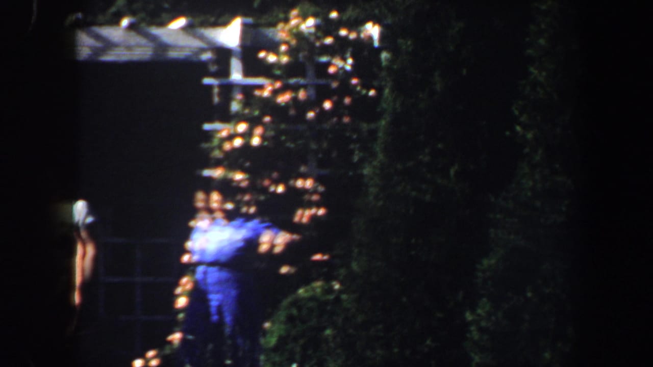 Visitors appear among flowers and shaded greenery in the Saint Louis garden footage from 1964.