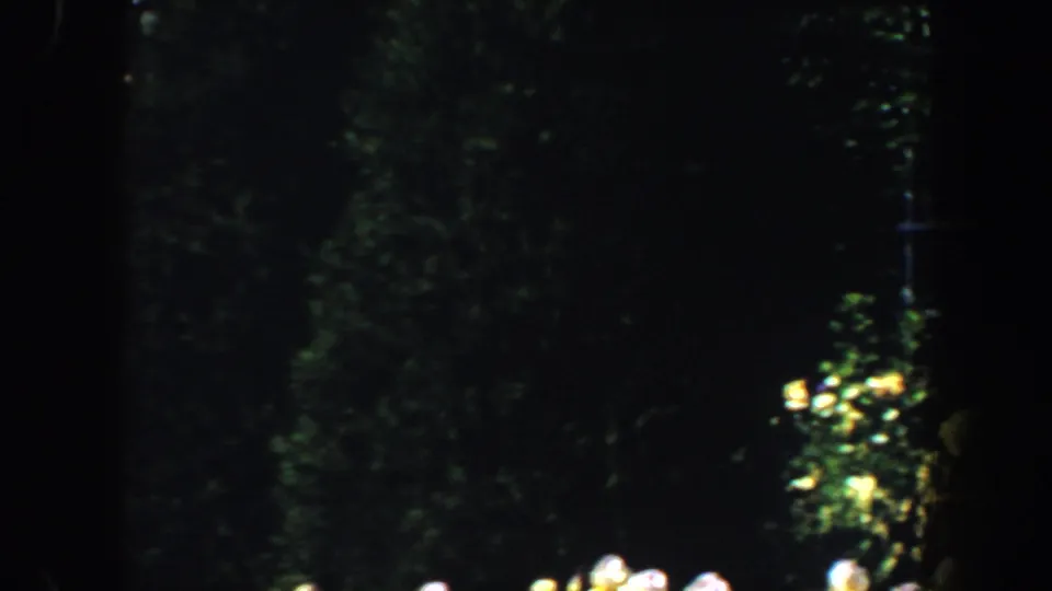 A shadowed section of the 1964 Saint Louis garden shows dense foliage, railings, and small flowers.