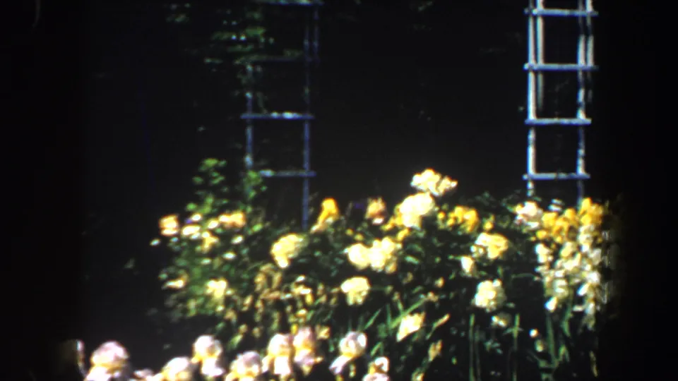 Yellow flowers fill the foreground beside dark garden foliage and a ladder-like structure in the 1964 Saint Louis footage.