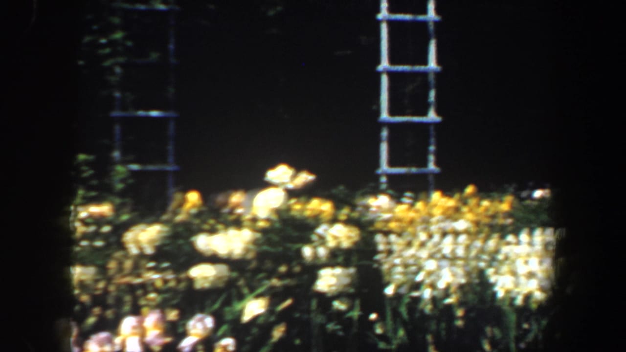 1964 Saint Louis 8mm frame showing yellow and white garden flowers with a white trellis against a dark background.