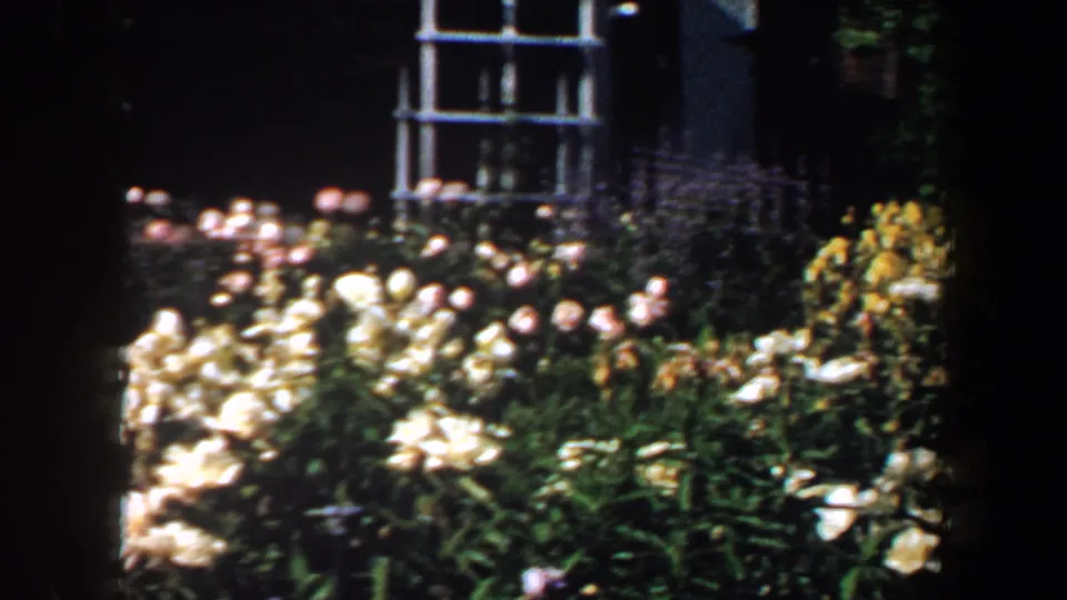 1964 Saint Louis 8mm view of dense white and pale blossoms, green leaves, and a white trellis in soft focus.